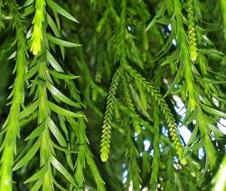 Phlegmariurus billardierei. Strobili with sporophylls much shorter than the sterile leaves.
 Image: L.R. Perrie © Leon Perrie CC BY-NC 4.0